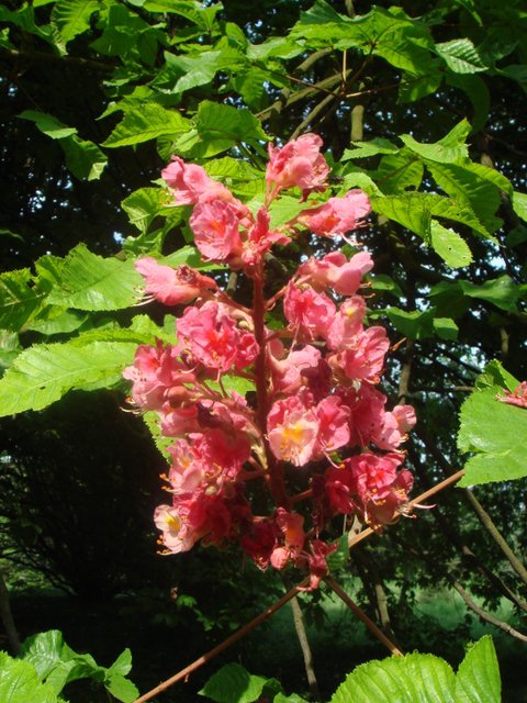 Aesculus x carnea 'Briotii' fleur